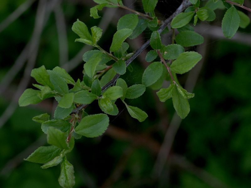 Arbuste molto comune.... Prunus spinosa